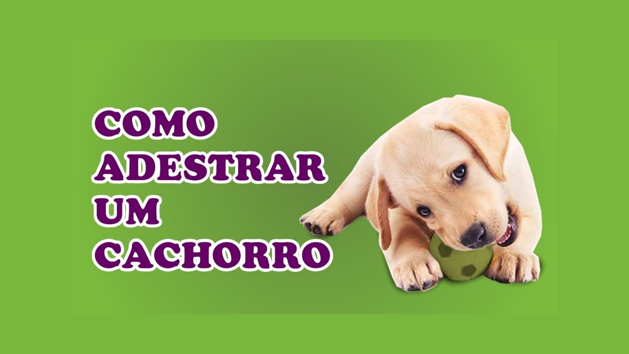 Como Adestrar seu Cachorro- 6 Dicas Rápidas