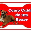 DICAS DE COMO CUIDAR DE UM BOXER 120x120 - Pulgas e Carrapatos Como Eliminar [DICA DE OURO]