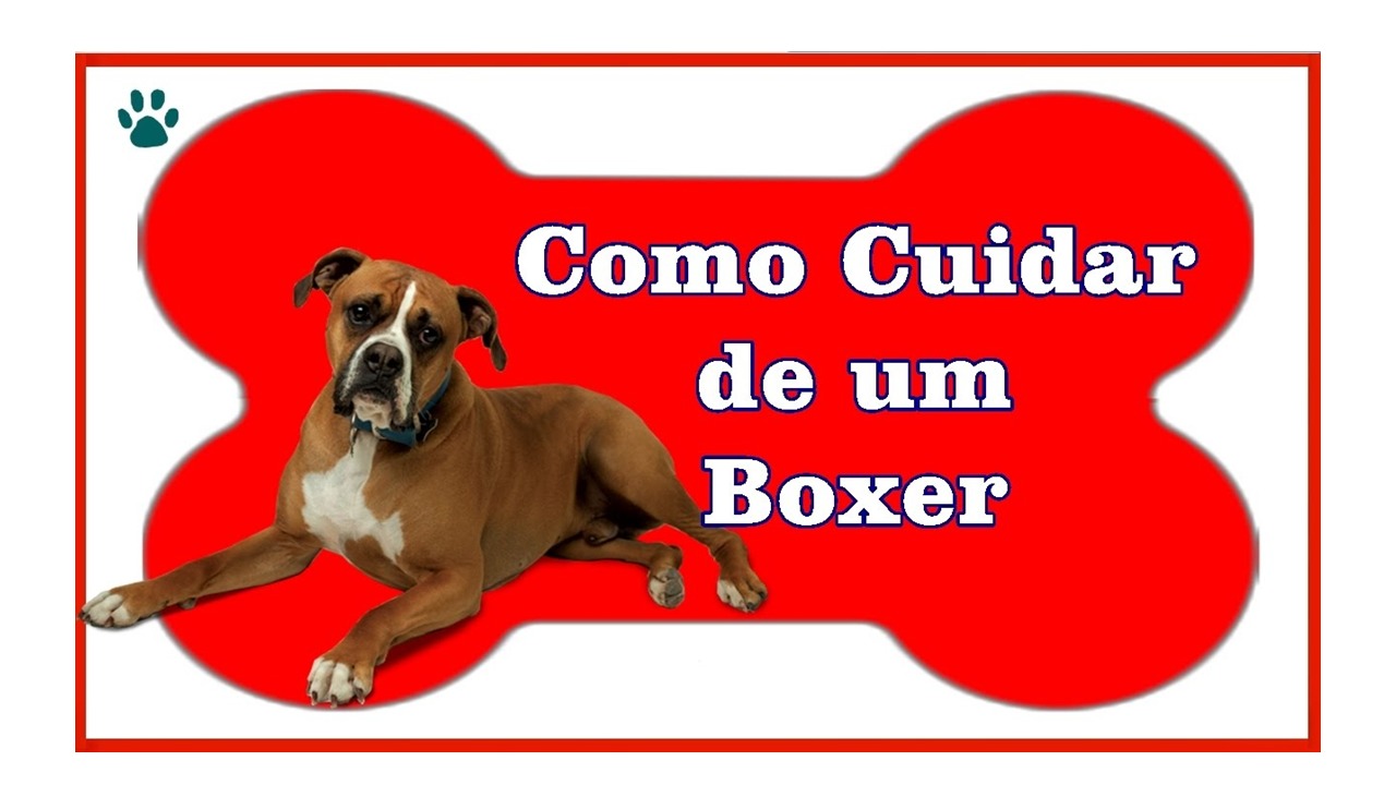 DICAS DE COMO CUIDAR DE UM BOXER
