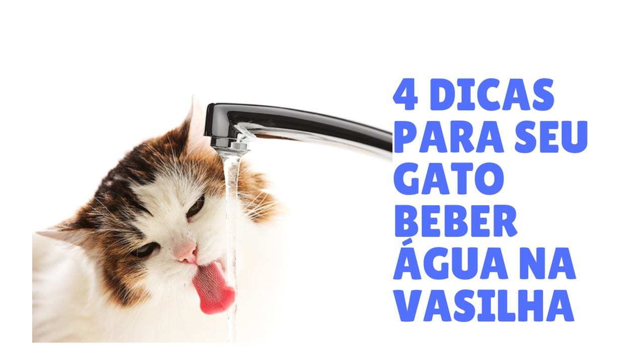 Gato bebendo água na vasilha? Saiba como
