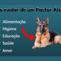 Pastor Alem&atilde;o 120x120 - Como Adestrar Um Pastor Alem&atilde;o [3 Super Dicas + Dica de OURO]