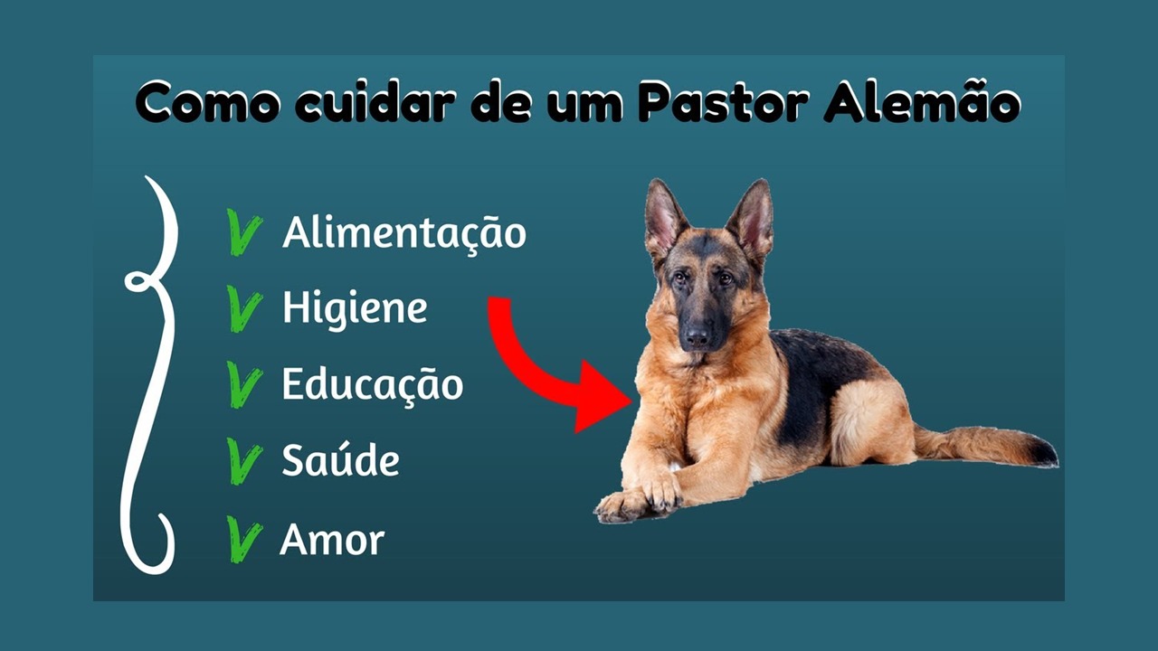 6 Dicas: Como cuidar do seu Pastor Alemão