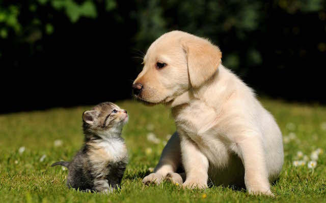 Cachorro e Gato podem ser melhores amigos?