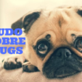 TUDO SOBRE PUGS 1 120x120 - 5 Dicas-Como Cuidar de um Golden Retriever