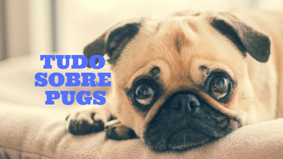 Tudo sobre Pug – Dicas para seu filho de 4 patas