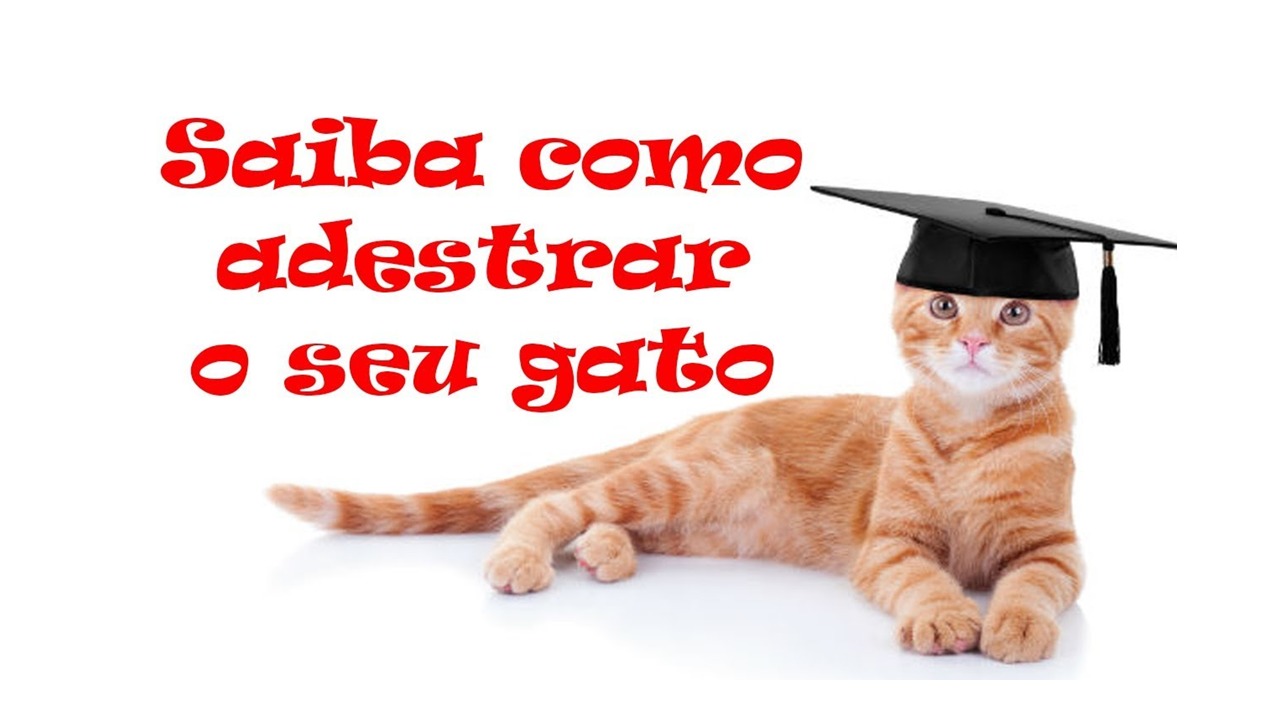 Adestrar gatos – 6 passos para seu filho de 4 patas