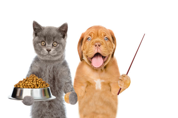 cachorro gato filhote racao - 5 dicas de alimenta&ccedil;&atilde;o pra cachorro e gato