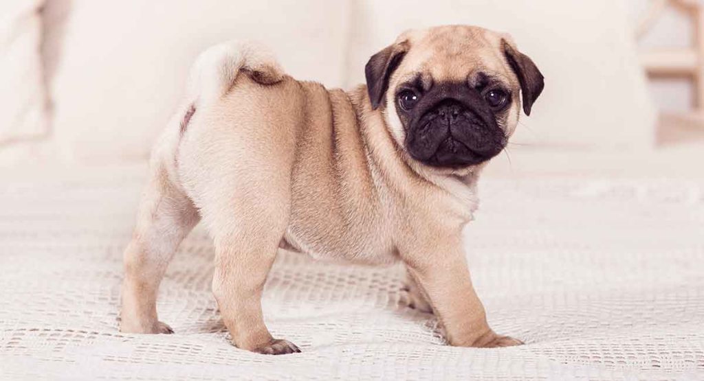 miniature pug long 1024x555 - Tudo sobre Pug &ndash; Dicas para seu filho de 4 patas