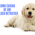 5 Dicas Como cuidar de Golden REtriever 120x120 - Pulgas e Carrapatos Como Eliminar [DICA DE OURO]