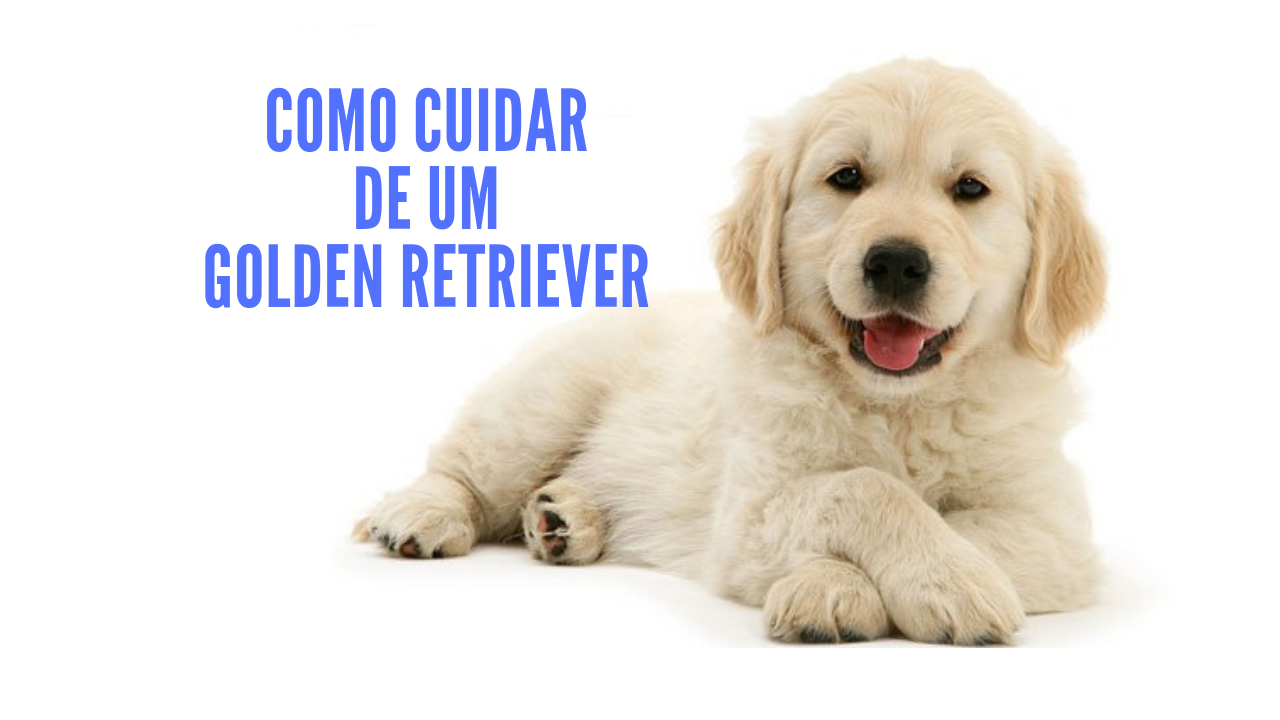 5 Dicas-Como Cuidar de um Golden Retriever