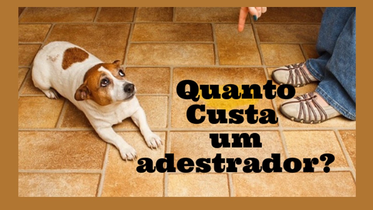 Quanto custa adestrar um cachorro?
