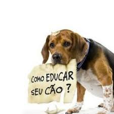 images 1 - Quanto custa adestrar um cachorro?