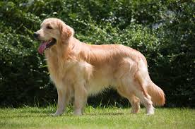 images - 5 Dicas-Como Cuidar de um Golden Retriever