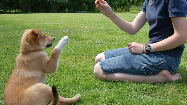 porque adestrar meu cachorro 640x360 - 4 truques para cachorro: Ensine em casa