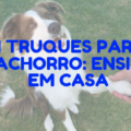 truques para cachorro 120x120 - Porque adestrar seu cachorro?