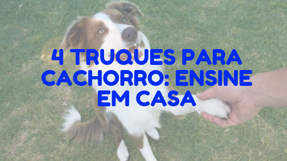 4 truques para cachorro: Ensine em casa