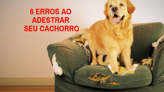 6 erros ao adestrar seu cachorro e uma superdica