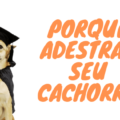 Porque adestrar seu cachorro 120x120 - Como Adestrar seu Cachorro  a Sentar