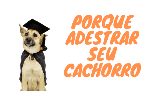 Porque adestrar seu cachorro?