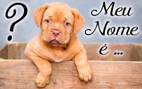 meu nome eh cachorro 480x300 - Dicas de nomes pra cachorro