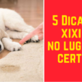 5 Dicas de como adestrar filhote Fazer xixi no lugar certo 120x120 - Ensinando seu filhote-3 dicas