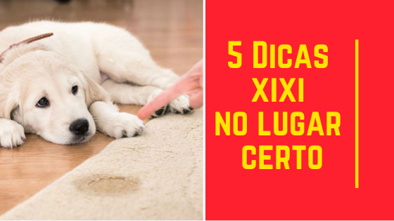 5 Dicas de como adestrar filhote pra fazer xixi no lugar certo