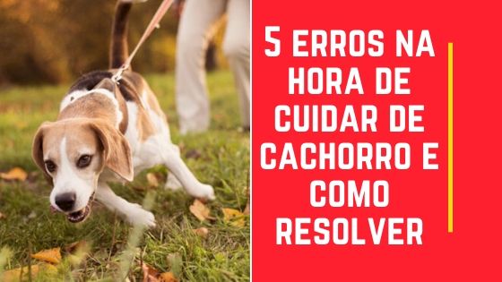 5 erros na hora de cuidar de cachorro e como resolver