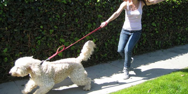 5 erros na hora de cuidar de cachorro e como resolver - 5 erros na hora de cuidar de cachorro e como resolver