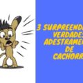 Adestramento de Cachorro 4 1 120x120 - Funciona mesmo? Guia de Adestramento Passo a Passo