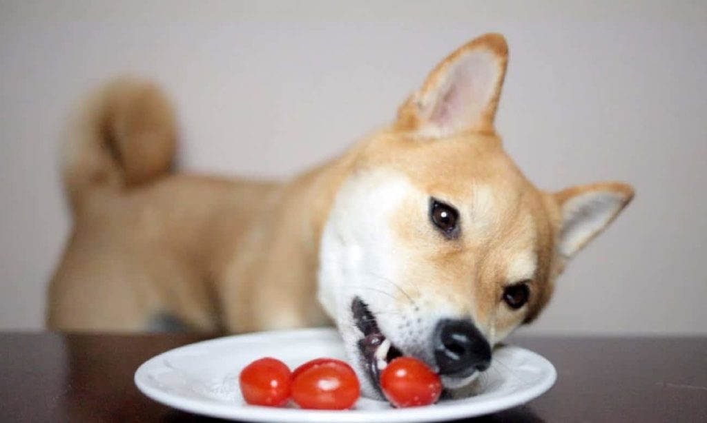 Cachorro pode comer tomate 1024x614 - Cachorro pode comer Tomate? Dicas de Alimenta&ccedil;&atilde;o