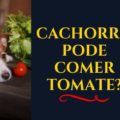 Cachorro pode comer tomate  1 120x120 - Cachorro e Gato podem ser melhores amigos?