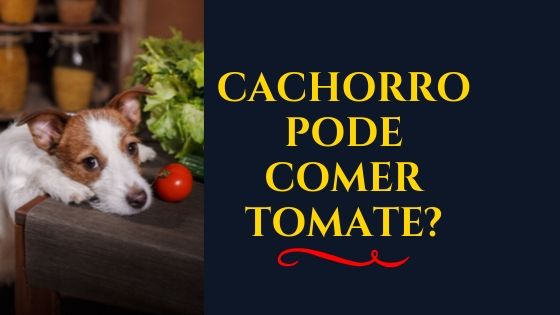 Cachorro pode comer Tomate? Dicas de Alimentação