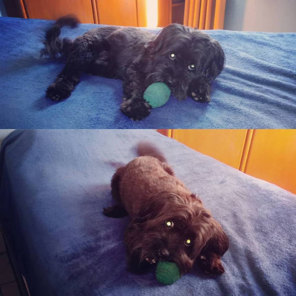 Freddy - Funciona mesmo? Guia de Adestramento Passo a Passo