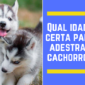 Qual idade certa para adestrar cachorro  120x120 - Funciona mesmo? Guia de Adestramento Passo a Passo