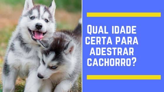 Qual idade certa para adestrar cachorro?