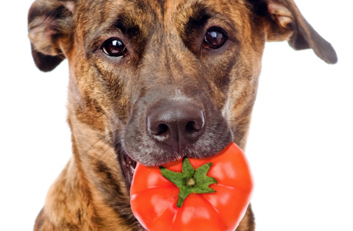 can dogs eat tomatoes 696x457 - Cachorro pode comer Tomate? Dicas de Alimenta&ccedil;&atilde;o