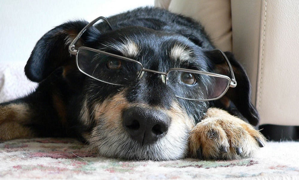 destaque 8 - Como Adestrar seu Cachorro- 6 Dicas R&aacute;pidas