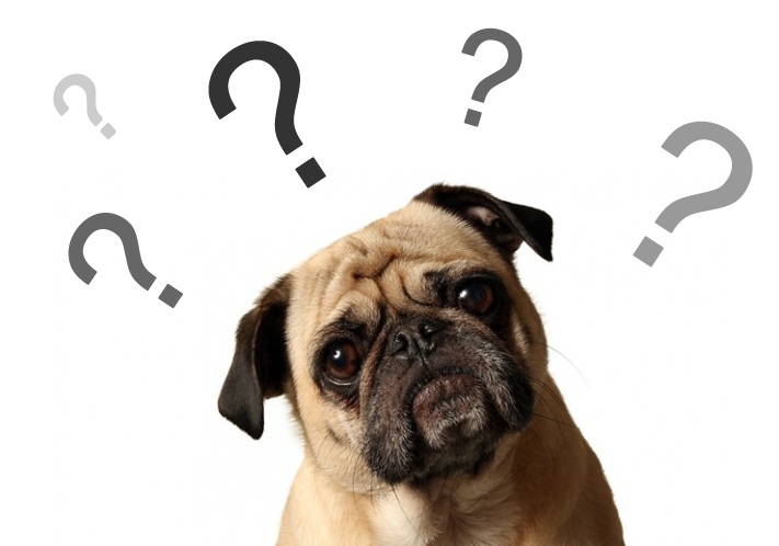 duvida atra&ccedil;&atilde;o surpresa - Funciona mesmo? Guia de Adestramento Passo a Passo