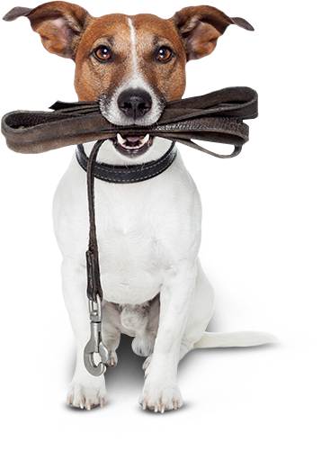 Adestramento de cachorro - Como Adestrar seu Cachorro- 6 Dicas R&aacute;pidas