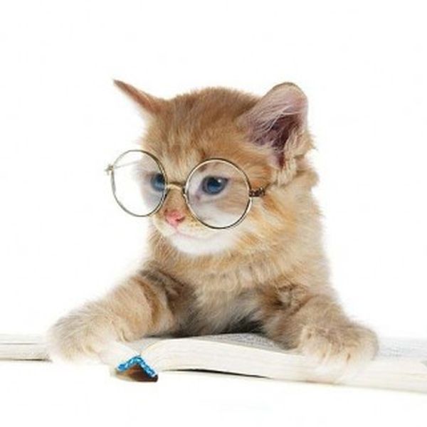 Adestrar Gato 1 1 - Adestrar gatos - 6 passos para seu filho de 4 patas