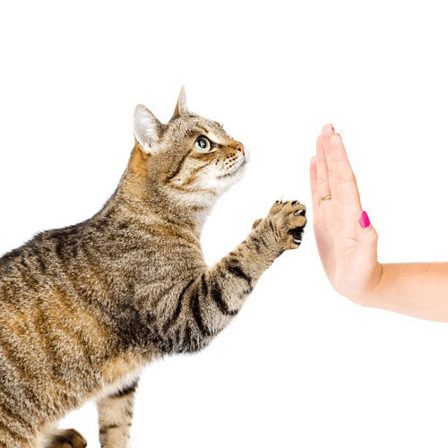 Adestrar Gato - Adestrar gatos - 6 passos para seu filho de 4 patas