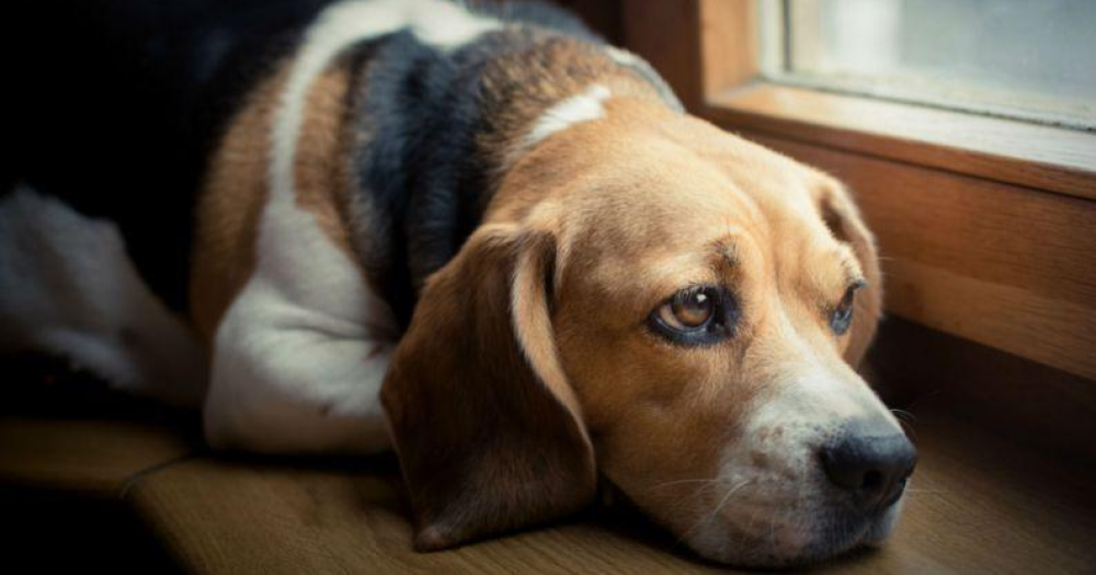 Blogpost Digitalvet 1 1000x525 - Onde deixar o cachorro quando for viajar?