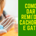 Como dar Rem&eacute;dio Cachorro e Gato 120x120 - Cachorro e Gato podem ser melhores amigos?