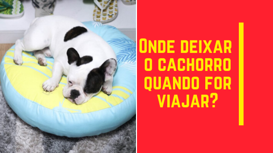 Onde deixar o cachorro quando for viajar?