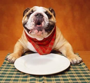 Racao ou Dieta Caseira - Alimenta&ccedil;&atilde;o para cachorros: Tudo que voc&ecirc; precisa saber