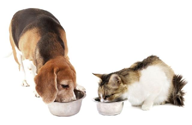 alimenta&ccedil;&atilde;o pra cachorro e gato - 5 dicas de alimenta&ccedil;&atilde;o pra cachorro e gato