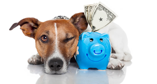 cachorro grana 2 - Onde deixar o cachorro quando for viajar?