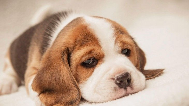 doutor cao cachorro triste - Onde deixar o cachorro quando for viajar?