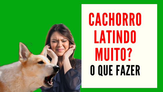 Cachorro latindo muito:     O que fazer?