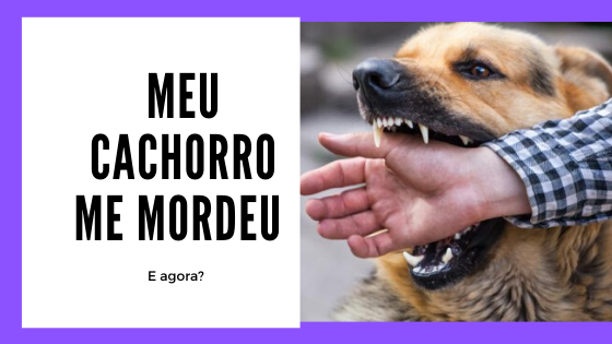Meu Cachorro me Mordeu e agora?